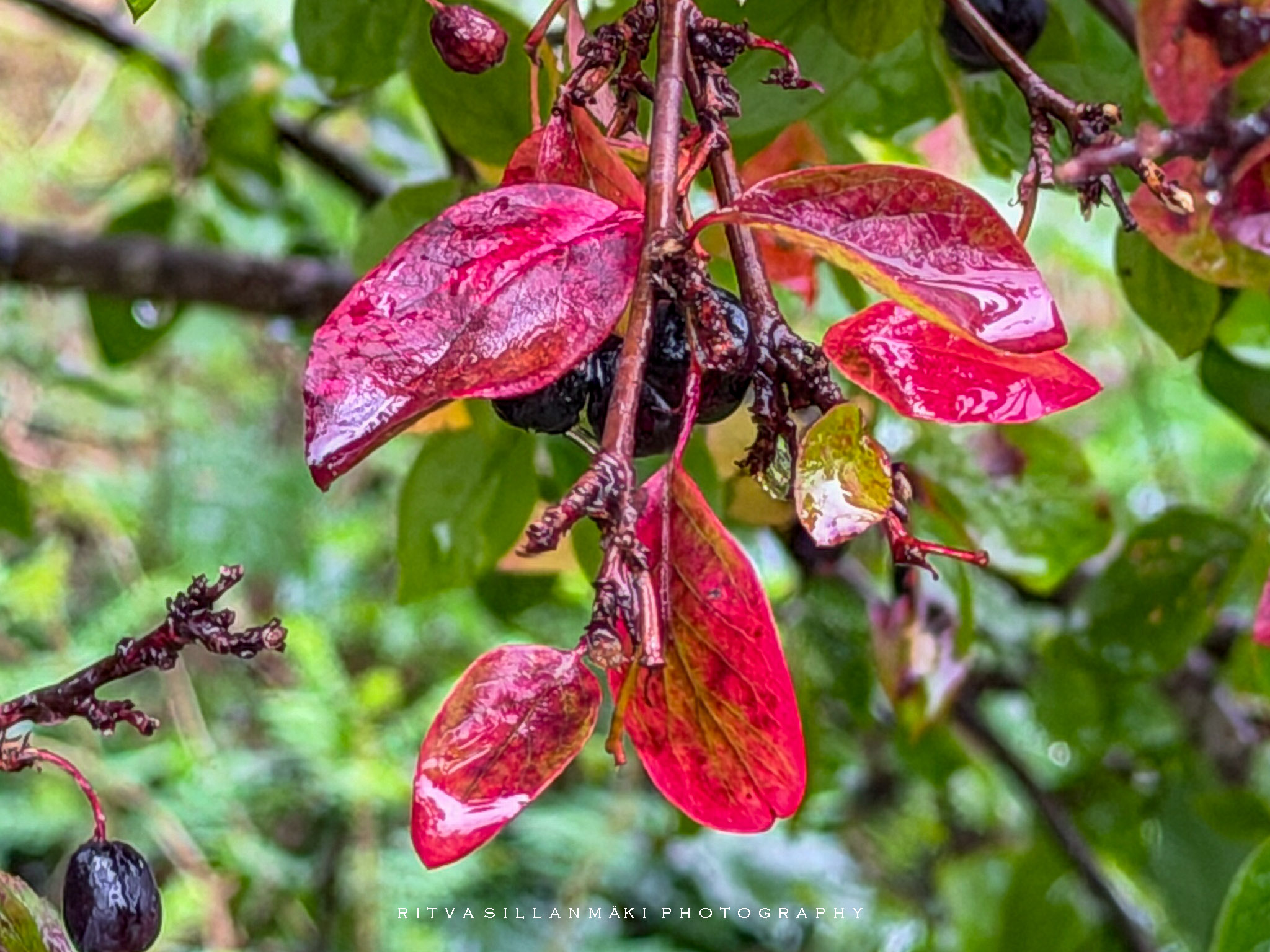Rainy day Finds in the garden-14