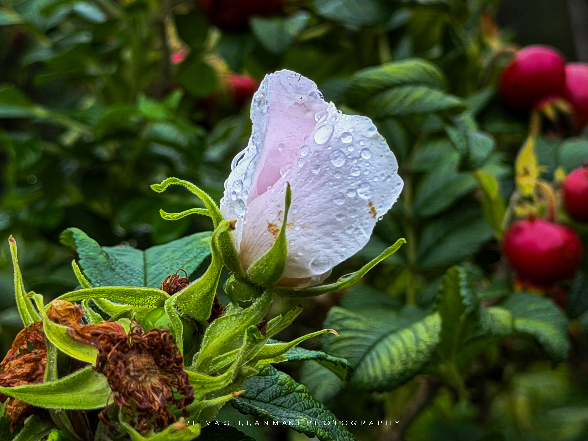 Rainy day Finds in the garden-16