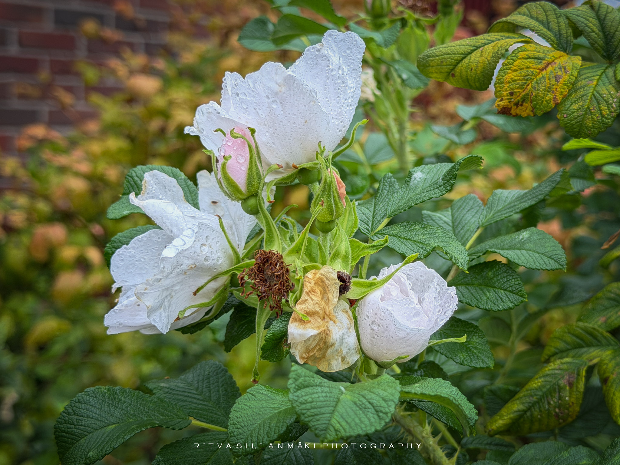 Rainy day Finds in the garden-18
