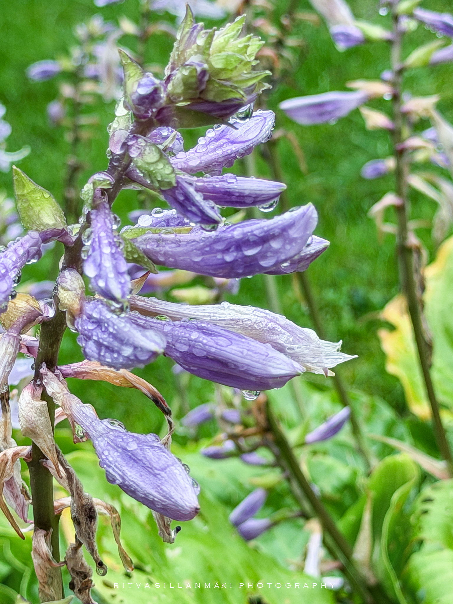 Rainy day Finds in the garden-3