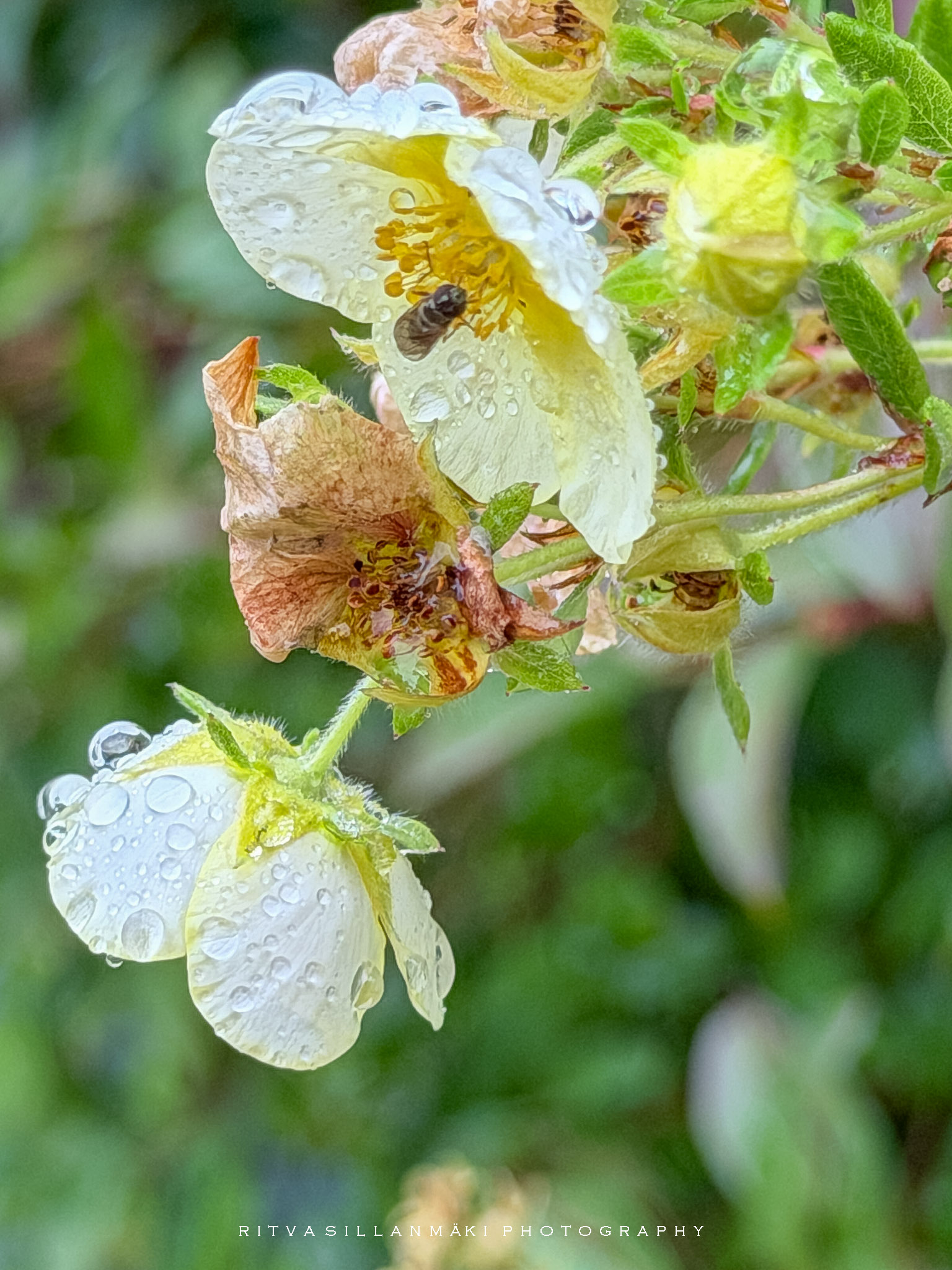 Rainy day Finds in the garden-4