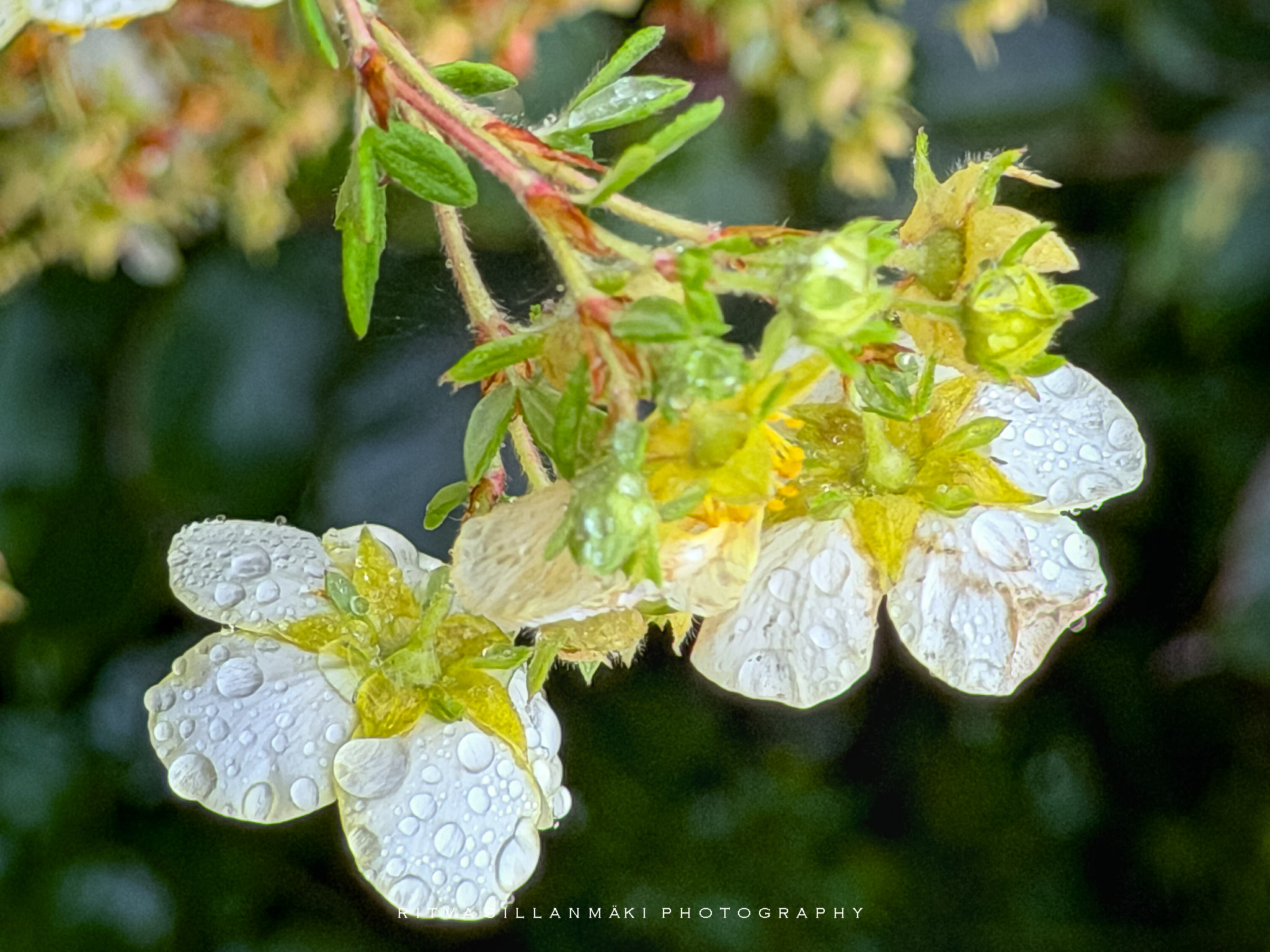 Rainy day Finds in the garden-7