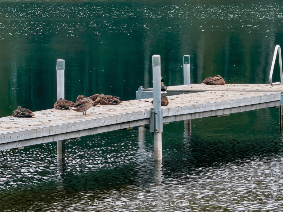 Ducks at the&nbsp;Dock