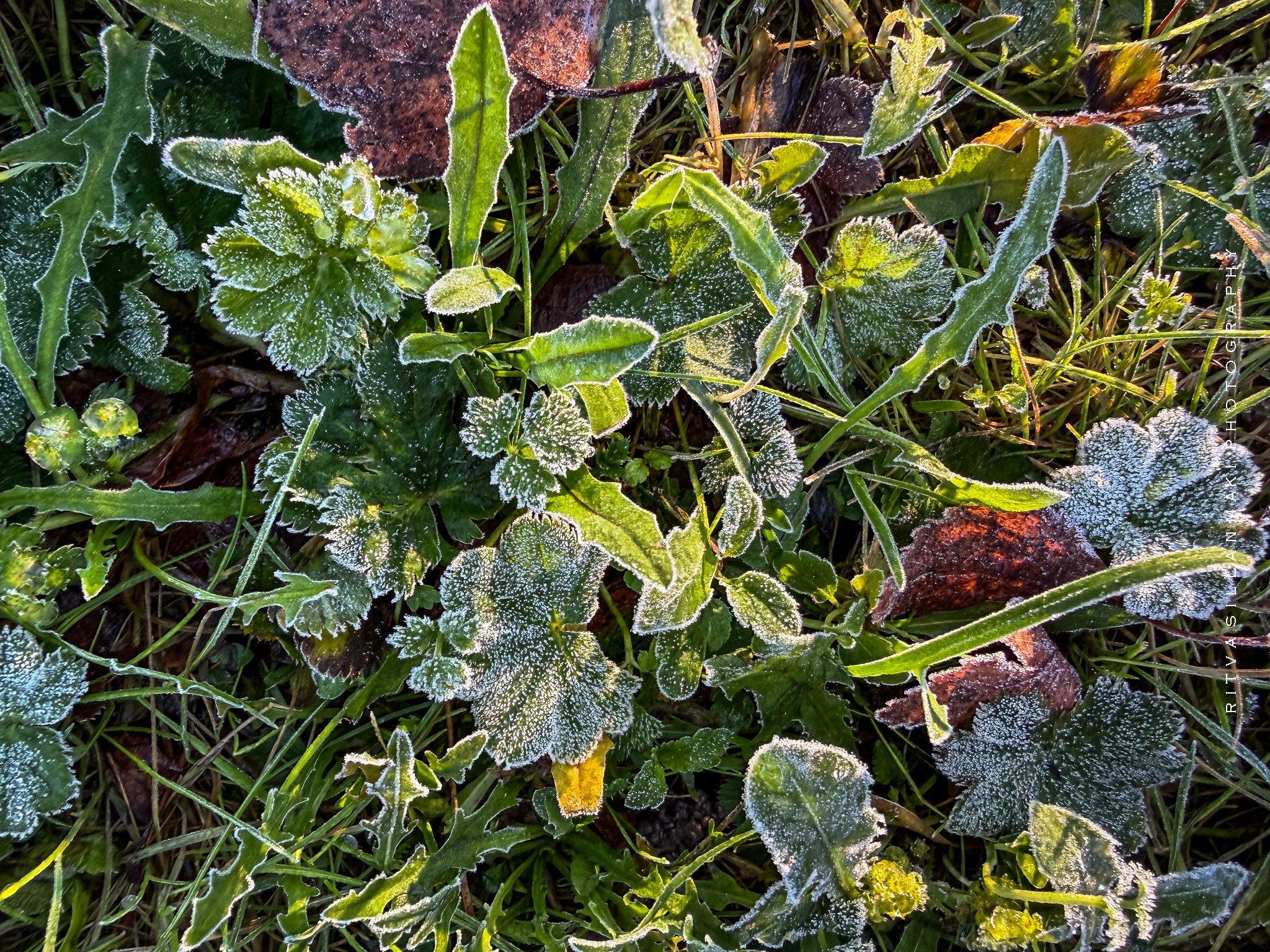 Morning at Mettänen 18-10-26-15