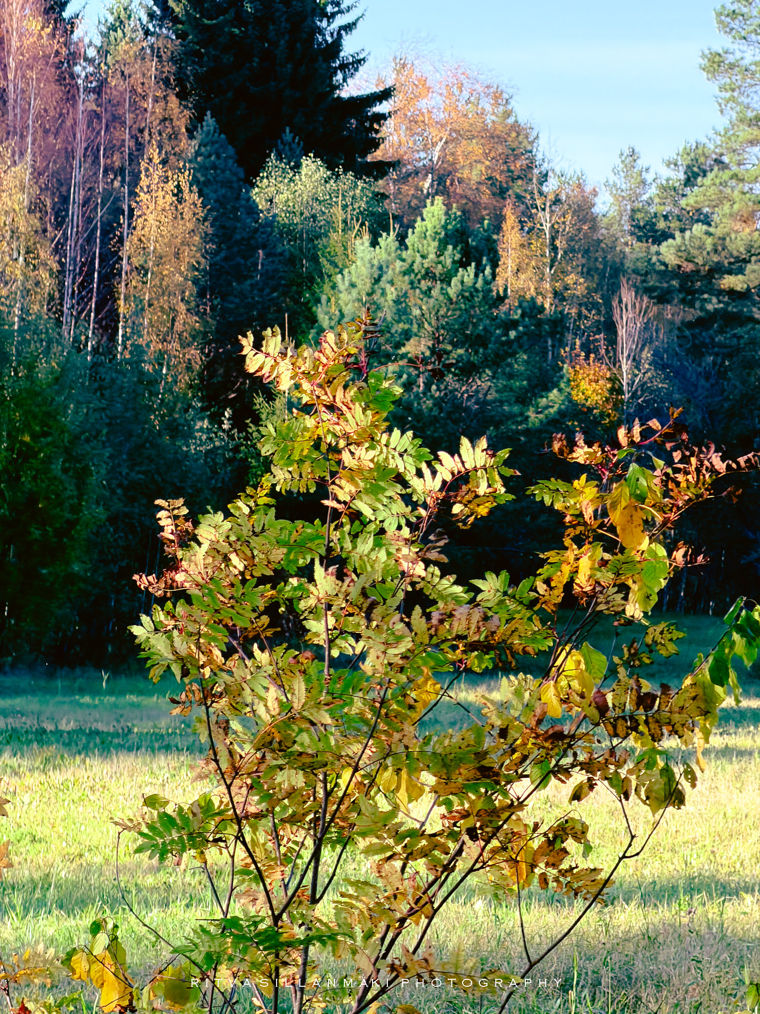 ROWAN TREE