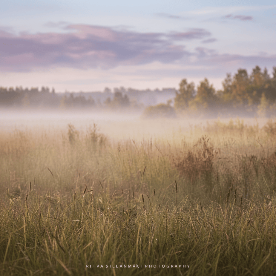 Misty meadow of tall grasses at sunrise, with trees beneath a pastel sky