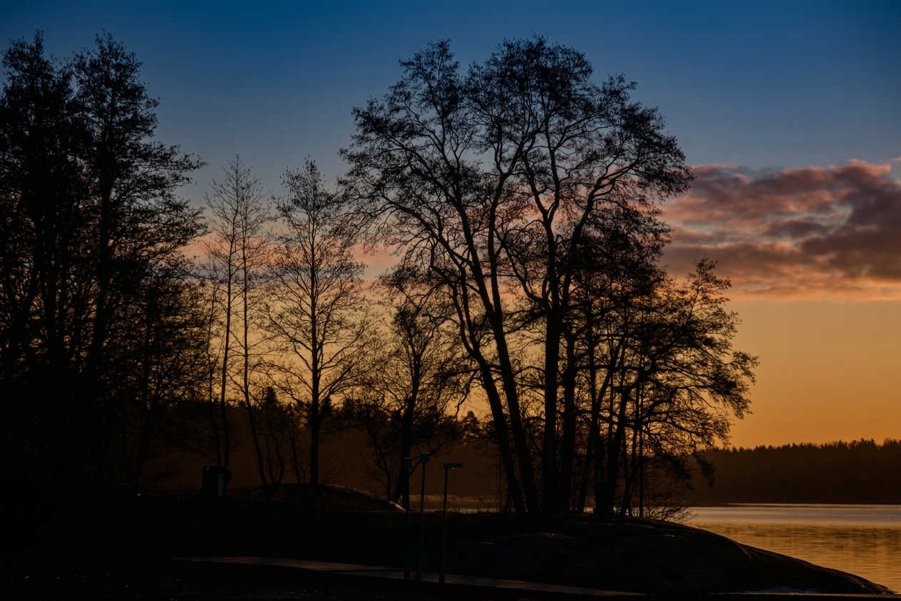 Seaside woodland at golden hour