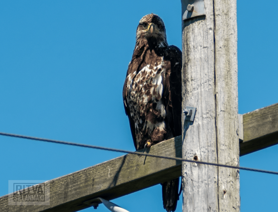 Bold Eagle