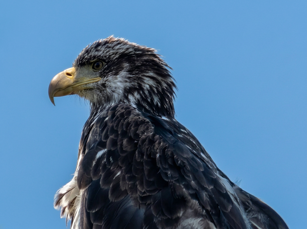 Bold Eagle