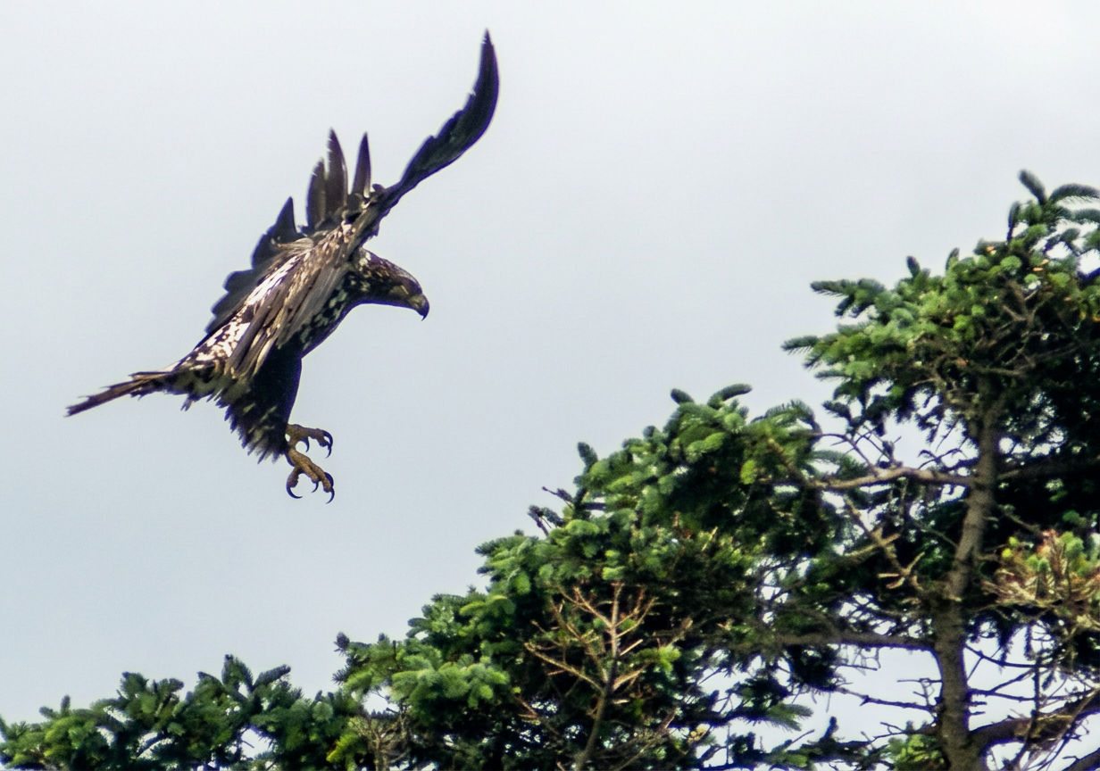bald eagle-10