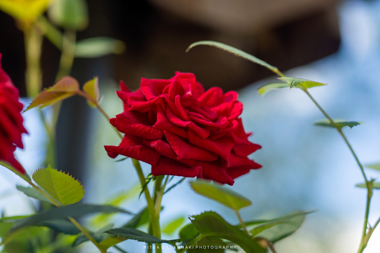 mother day rose