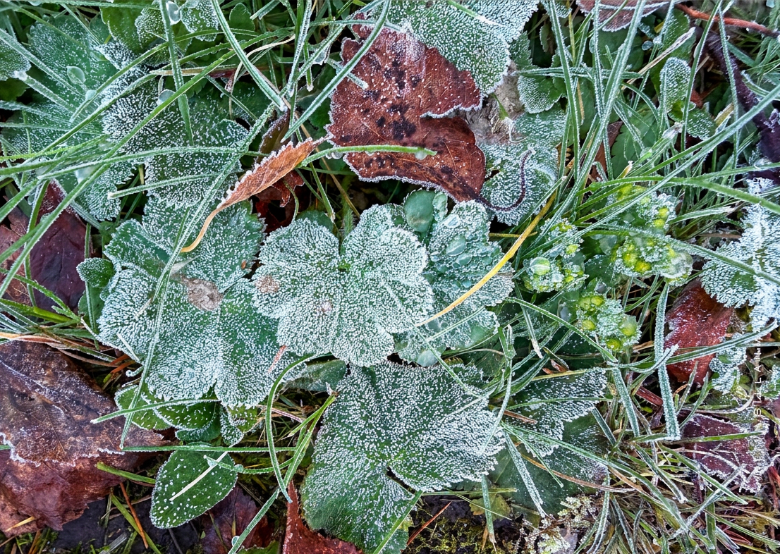 Morning at Mettänen 18-10-26-17